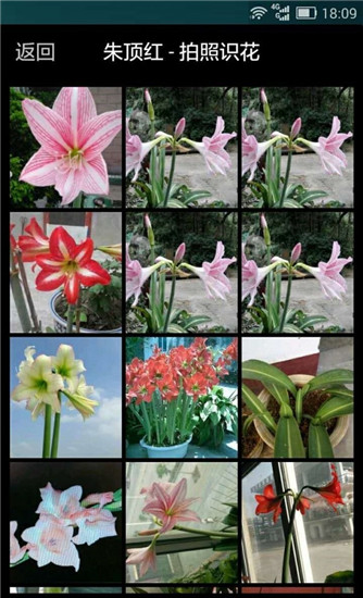 拍照识花截图4