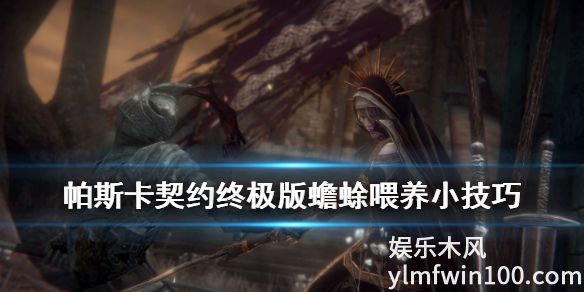 帕斯卡契约终极版中蟾蜍吃什么-帕斯卡契约终极版中蟾蜍喂养技巧